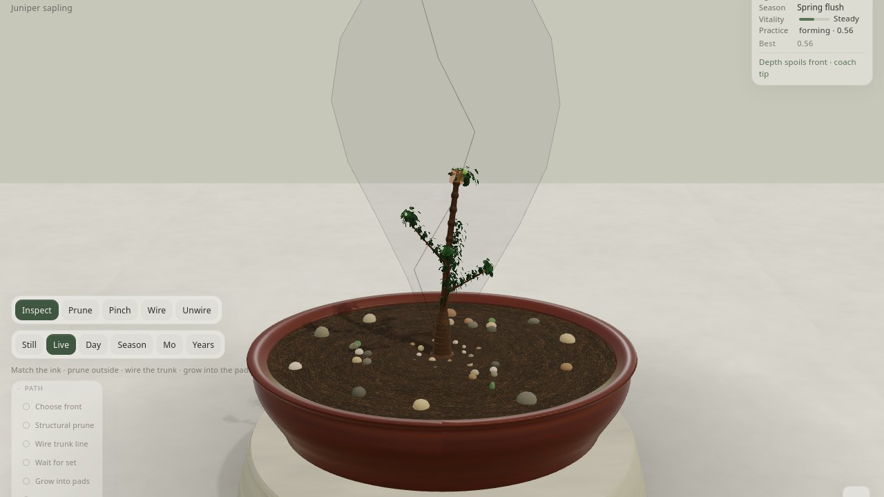 Bonsai-en juniper sapling in a shallow pot